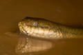 Boie's Mud Snake Hypsiscopus plumbea (Grey Water Snake)