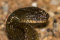 Boie's Mud Snake Hypsiscopus plumbea (Grey Water Snake)