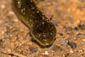 Boie's Mud Snake Hypsiscopus plumbea (Grey Water Snake)