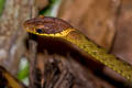 Speckle-bellied Keelback Rhabdophis chrysargos