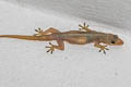 Spiny-tailed House Gecko Hemidactylus frenatus (Asian House Gecko)