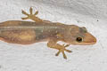 Spiny-tailed House Gecko Hemidactylus frenatus (Asian House Gecko)