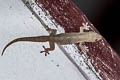 Spiny-tailed House Gecko Hemidactylus frenatus (Asian House Gecko)