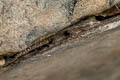 Spiny-tailed House Gecko Hemidactylus frenatus (Asian House Gecko)