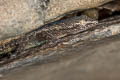 Spiny-tailed House Gecko Hemidactylus frenatus (Asian House Gecko)