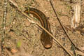 Striped Keelback Hebius bitaeniatus (Two-striped Keelback)