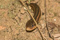 Striped Keelback Hebius bitaeniatus (Two-striped Keelback)