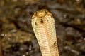 spitting cobra