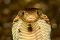 Sumatran Spitting Cobra Naja sumatrana