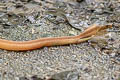 Sumatran Spitting Cobra Naja sumatrana