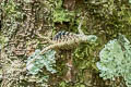 Sumatran Glading Lizard Draco sumatranus (Common Gliding Lizard)