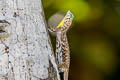 Sumatran Glading Lizard Draco sumatranus (Common Gliding Lizard)