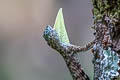 Sumatran Glading Lizard Draco sumatranus (Common Gliding Lizard)