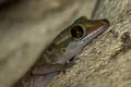 Sumontha's Cave Gecko Cyrtodactylus sumonthai