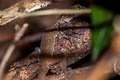 Surin Bent-toed Gecko Cyrtodactylus surin