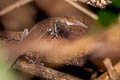 Surin Bent-toed Gecko Cyrtodactylus surin