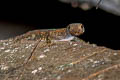 Tanintharyi Rock Gecko Cnemaspis tanintharyi