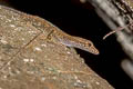 Tanintharyi Rock Gecko Cnemaspis tanintharyi