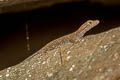 Tanintharyi Rock Gecko Cnemaspis tanintharyi