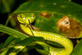 Tenasserim Green Pit Viper Trimeresurus tenasserimensis