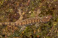 Thong Pha Phum Bent-toed Gecko Cyrtodactylus thongphaphumensis