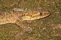 Thong Pha Phum Bent-toed Gecko Cyrtodactylus thongphaphumensis