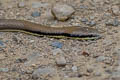 Three-coloured Ringneck Liopeltis tricolor (Tricoloured Ringneck)