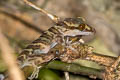Tiger Cave Gecko Cyrtodactylus tigroides (Striped Bent-toed Gecko)