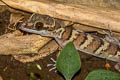 Tiger Cave Gecko Cyrtodactylus tigroides (Striped Bent-toed Gecko)