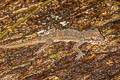Tree Spirit Bent-toed Gecko Cyrtodactylus rukhadeva