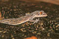 Tree Spirit Bent-toed Gecko Cyrtodactylus rukhadeva