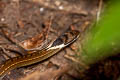 Triangle Blackhead Sibynophis triangularis (Triangled Black-headed Snake)