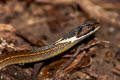 Triangle Blackhead Sibynophis triangularis (Triangled Black-headed Snake)