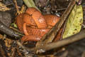 Twin Slug-eating Snake Pareas hamptoni