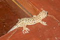 Undescribed Dwarf Gecko Hemiphyllodactylus sp. nov.