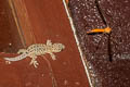 Undescribed Dwarf Gecko Hemiphyllodactylus sp. nov.