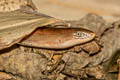 Undescribed Glass Lizard Dopasia sp. nov.