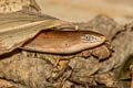 glass lizard