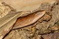 Undescribed Glass Lizard Dopasia sp. nov.