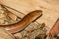 Undescribed Glass Lizard Dopasia sp. nov.