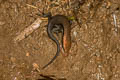 Variable Sun Skink Eutropis macularia (Little Ground Skink)