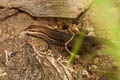 Variable Sun Skink Eutropis macularia (Little Ground Skink)