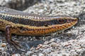 Variable Sun Skink Eutropis macularia (Little Ground Skink)