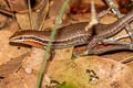 Variable Sun Skink Eutropis macularia (Little Ground Skink)