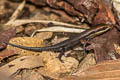 Variable Sun Skink Eutropis macularia (Little Ground Skink)