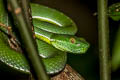 Vogel's Pit Viper Trimeresurus vogeli