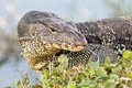 Water Monitor Varanus salvator