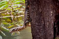 Water Monitor Varanus salvator