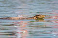 Water Monitor Varanus salvator