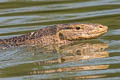 Water Monitor Varanus salvator